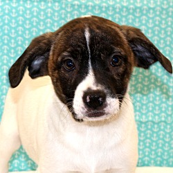 Thumbnail photo of Auggie~adopted! #3