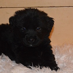 Thumbnail photo of Paisley~adopted! #3