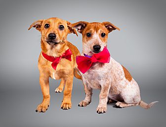 dna for dogs petsmart