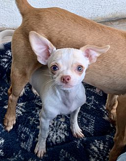 parvo medicine at petsmart