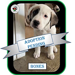 Thumbnail photo of Bones - ADOPTED!!! #2