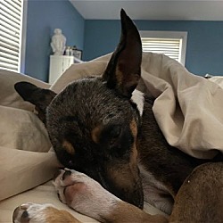 Photo of Bella - Beautiful Lady!