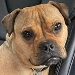 Photo of Kali - Adopt Me!
