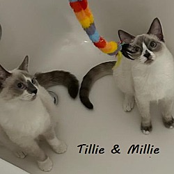 Photo of Millie & Tillie
