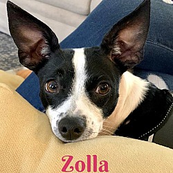 Photo of ZOLLA