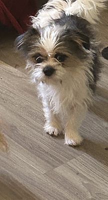 Pt orange, FL - Shih Tzu/Terrier (Unknown Type, Small). Meet Mia a Pet ...