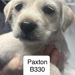 Thumbnail photo of Paxton B330 #1