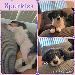 Photo of Sparkles