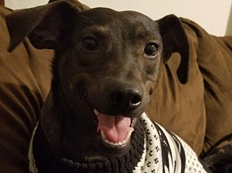 ear mite treatment petsmart