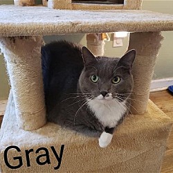 Photo of Gray