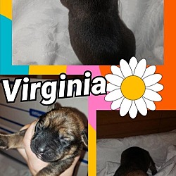 Thumbnail photo of Virginia #2