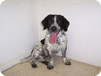german shorthaired pointer basset hound mix