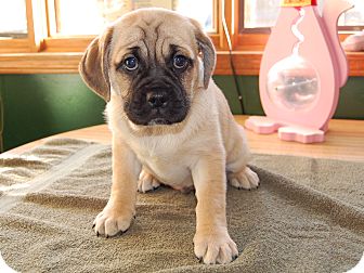 half pug half beagle