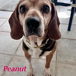 Thumbnail photo of PEANUT #2