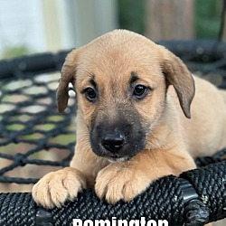 Thumbnail photo of Remington #1