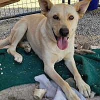 adopt a pet