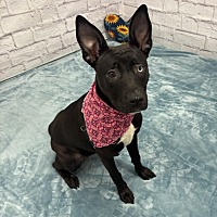 adopt a pet