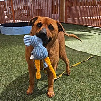 adopt a pet