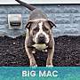 BIG MAC - Mixed Breed (Large) available for adoption