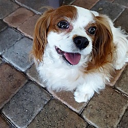 Photo of Sparky (Coral Gables, FL)