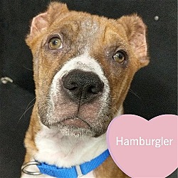 Photo of Hamburglar