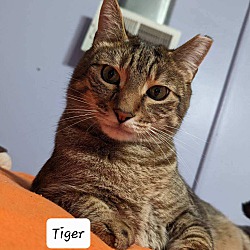 Thumbnail photo of TIGER #3