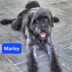 Photo of Marley - I'd love to meet you!