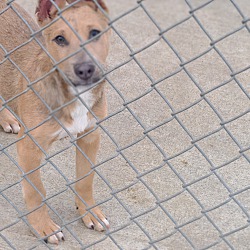Thumbnail photo of Tucker–Stray dog needs love! #2