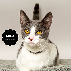 Thumbnail photo of LUCIA #1