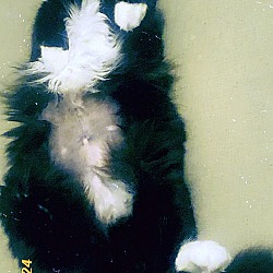 Thumbnail photo of MARY JANE - Ofered by Owner - Fluffy Tux #2