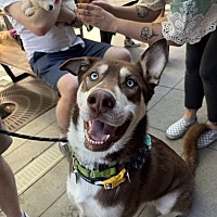 adopt a pet