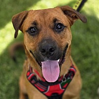 adopt a pet