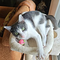 adopt a pet