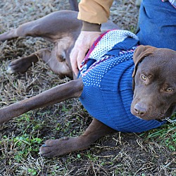 Thumbnail photo of Coco~adopted! #4