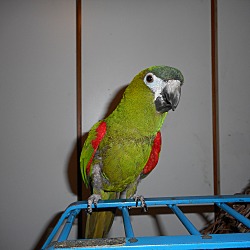 Thumbnail photo of KILLER JOE Hahns Mini-Macaw #3
