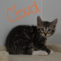 Photo of Cloud