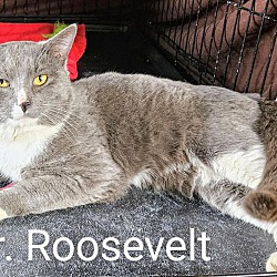 Thumbnail photo of Mr. Roosevelt #2