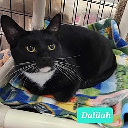 Photo of Dalilah