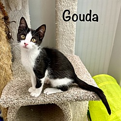 Thumbnail photo of Gouda #1