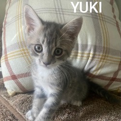 Thumbnail photo of Yuki #1