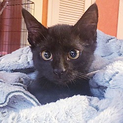 Thumbnail photo of Gretel #cute-mini-panther #4