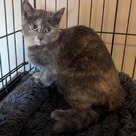 Adopt A Pet :: Mischief - South Haven, MI