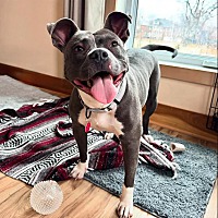 adopt a pet