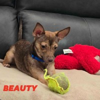 adopt-pet