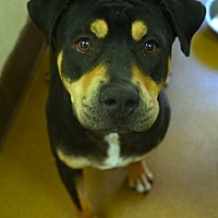 adopt a pet