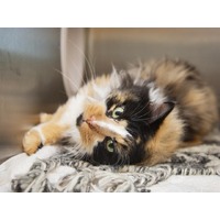 adopt-pet