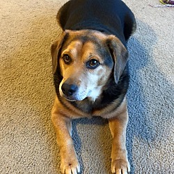 Thumbnail photo of Barney Beagle #1
