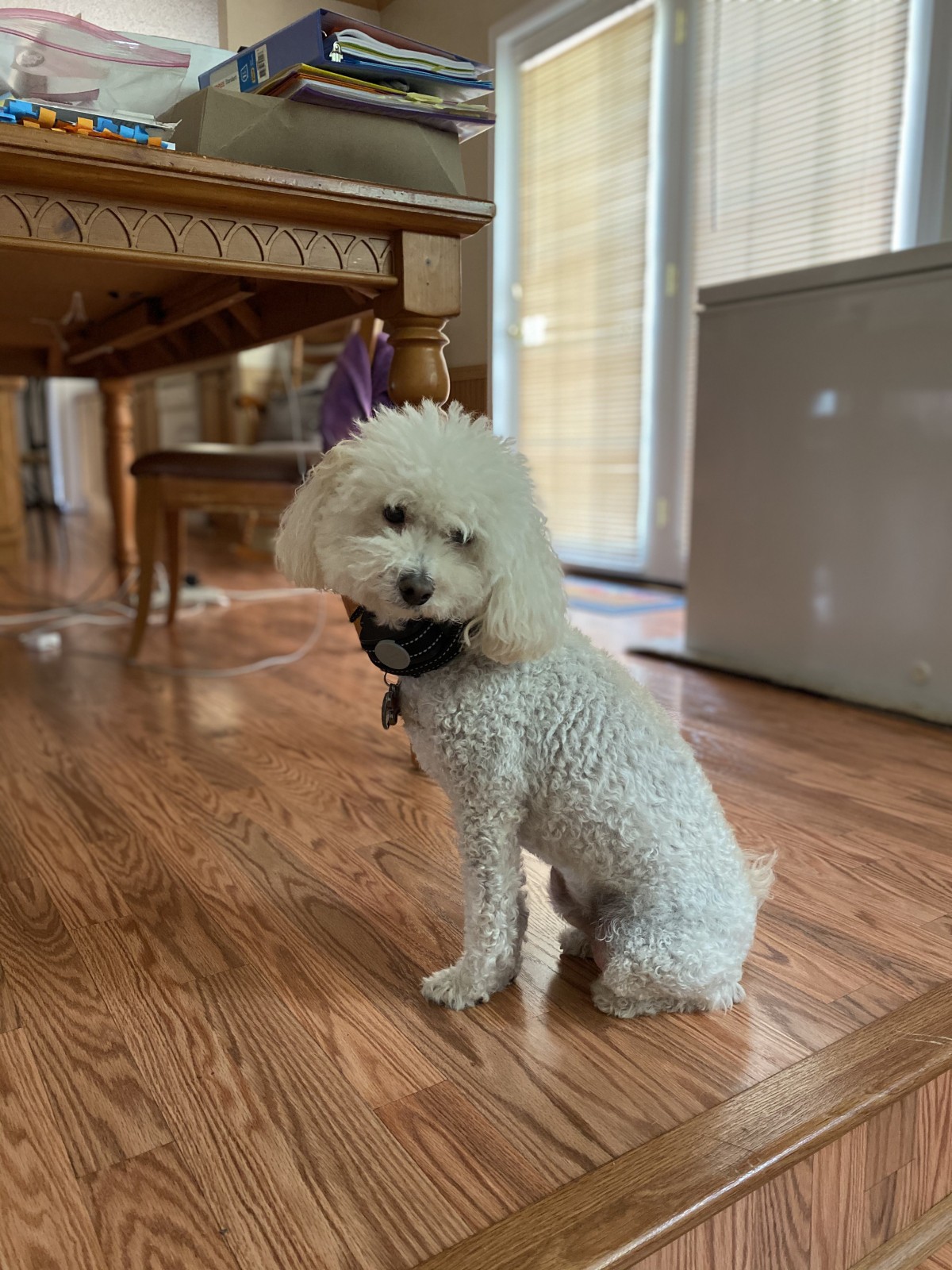 Adopt Mason a White Bichon Frise / Poodle (Miniature