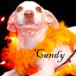 Thumbnail photo of Candi ~ meet me! #3