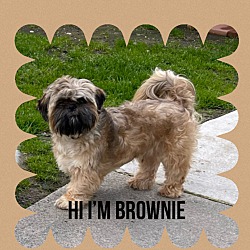 Thumbnail photo of Brownie #3